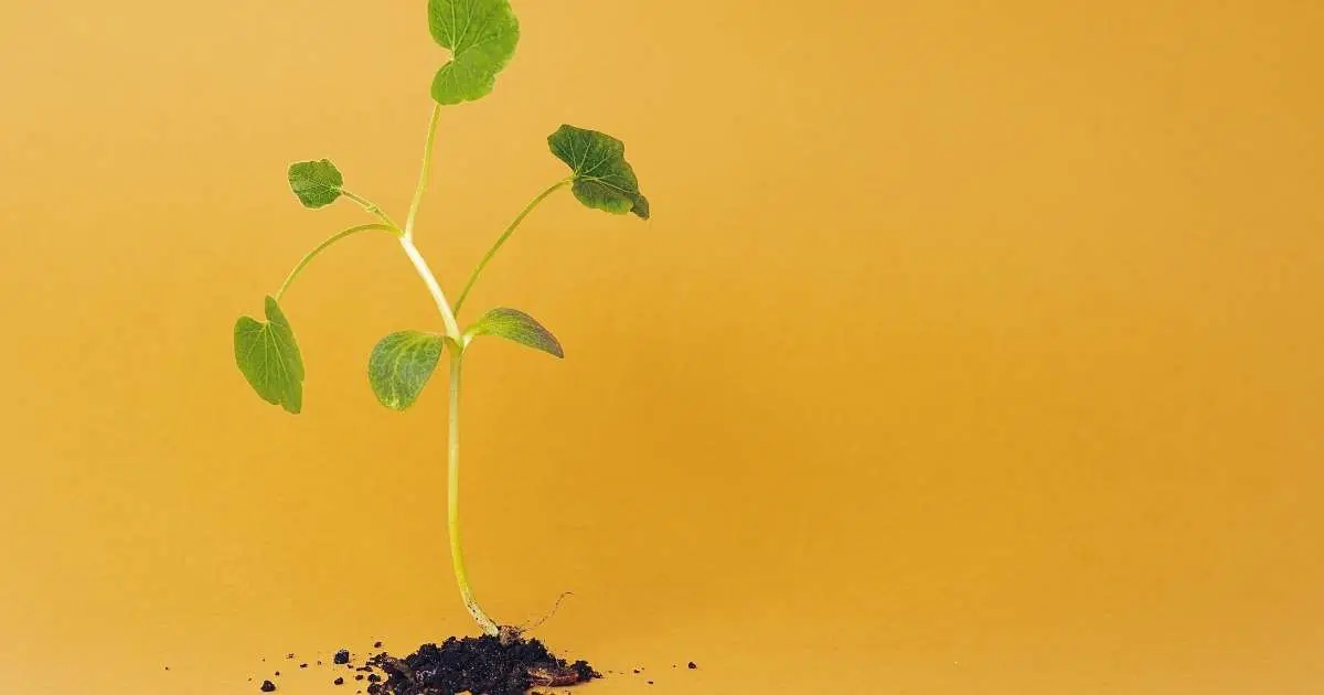 Yaşam Amacını Bulmak