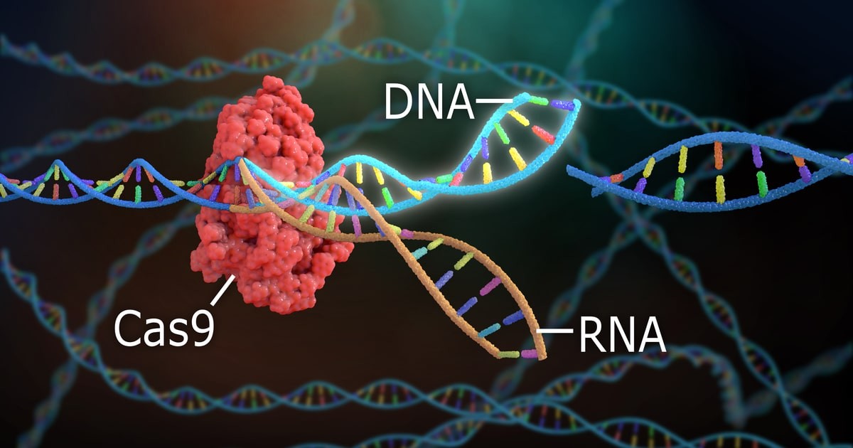 Yükseltilmiş Genetik Ve Zeka