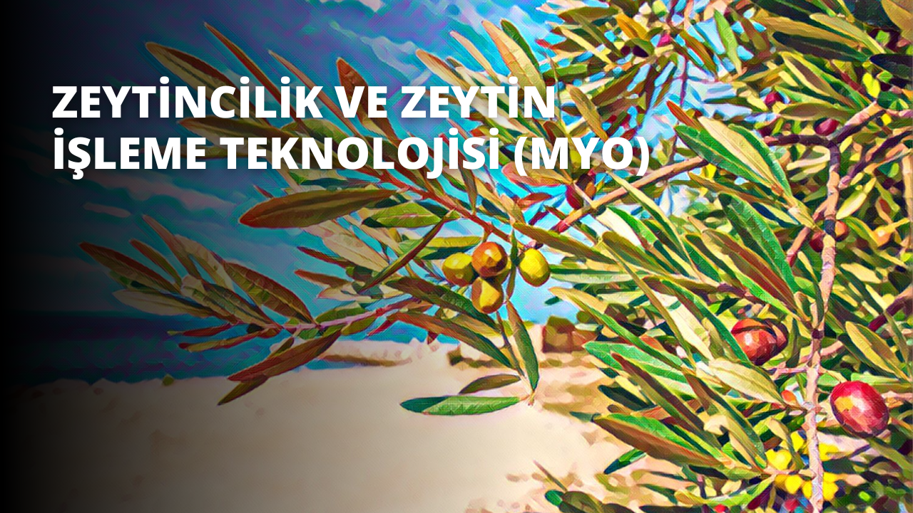 Zeytincilik ve Zeytin İşleme Teknolojisi (MYO)